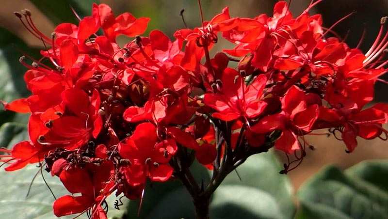 Clerodendrum Splendens