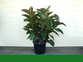 Ficus Elastica