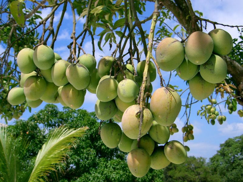 Mangifera Indica