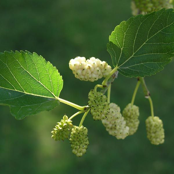 Morus Alba
