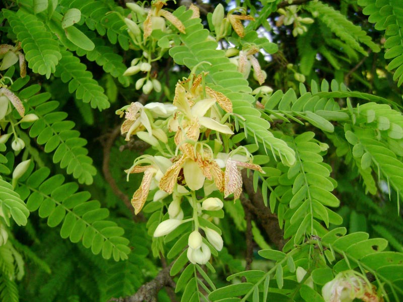 Tamarindus Indica