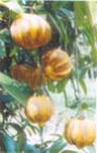 Garcinia Cambogia