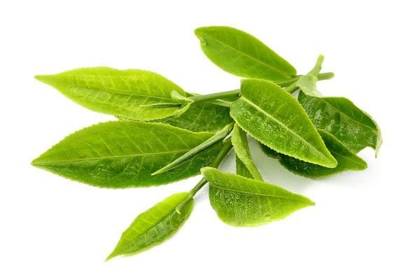 Green Tea Leaves