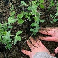 Fruit Plantation Services 01