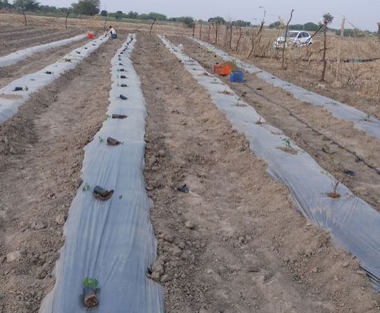 Fruit Plantation Services 02