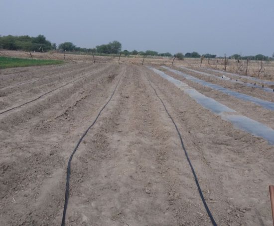 Fruit Plantation Services 03