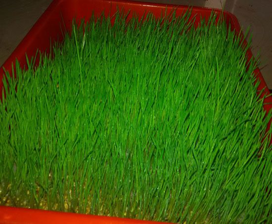 Fruit Plantation Services 04