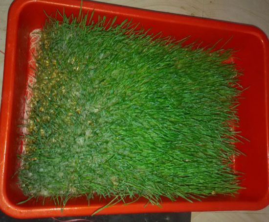 Fruit Plantation Services 05