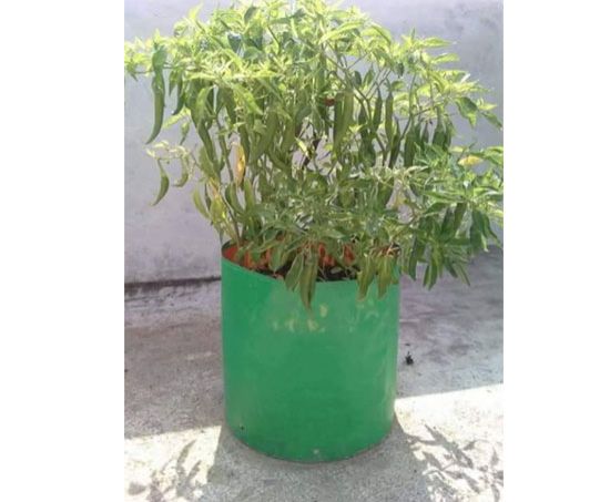 Fruit Plantation Services 06