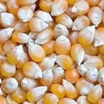 Yellow Indian Maize 01
