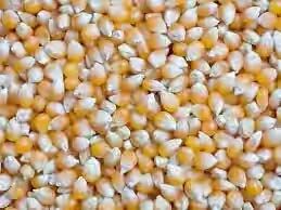 Yellow Indian Maize 02