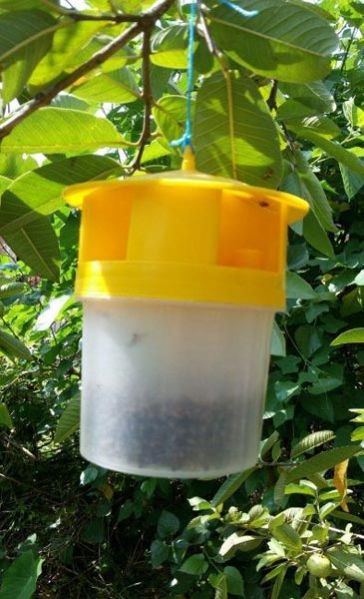 Fruit Fly Trap 01