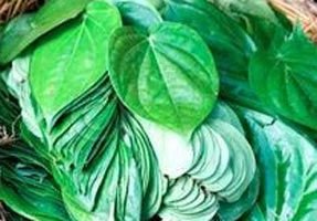 Fresh Betel Leave 02