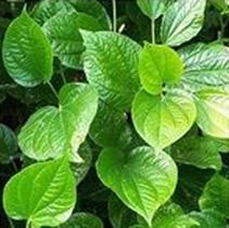 Fresh Betel Leave 03
