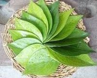 Fresh Betel Leave 04