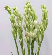 Fresh Tuberose Flowers