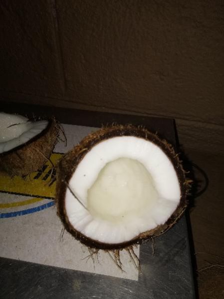 Semi Husked Coconut 02