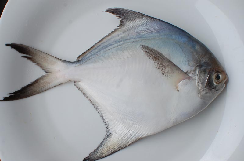 Frozen White Pomfret Raw Fish 02
