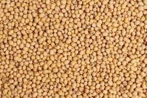 Sorghum Seed 01
