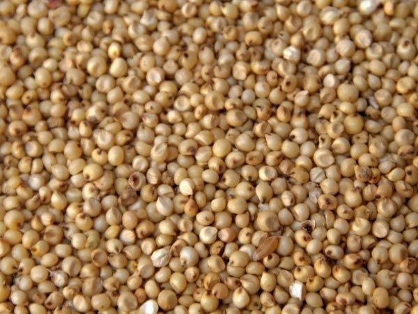 Sorghum Seed 02