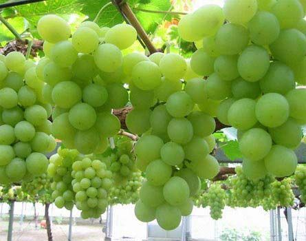 Fresh Grapes 01