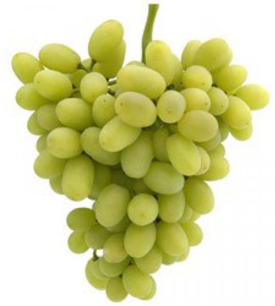 Fresh Grapes 04