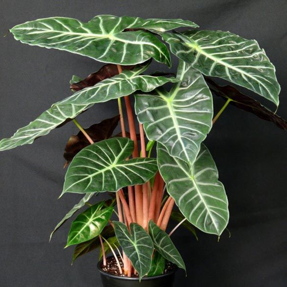 Alocasia