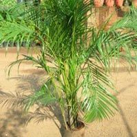Areca Palm