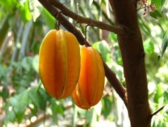 Carambola
