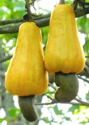 Cashew Nut