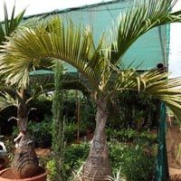 Champagne Palm