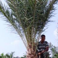 Date Palm