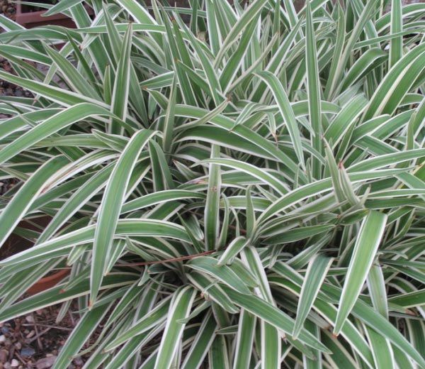 Dianella Grass