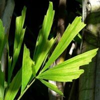 Fishtail Palm