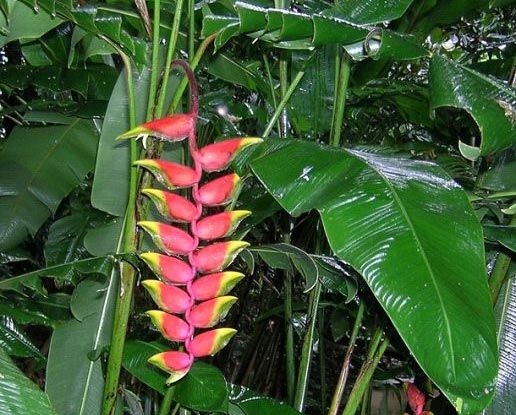 Heliconia