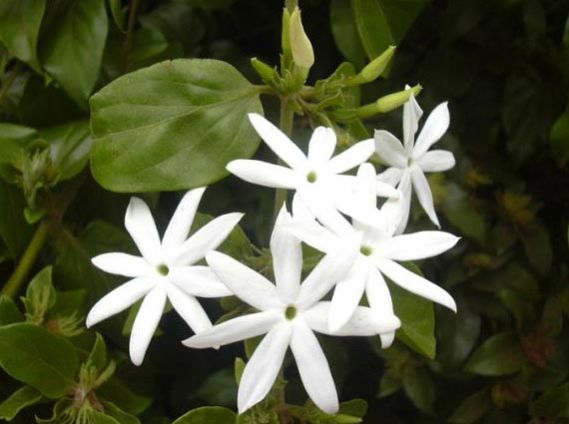 Jasminum