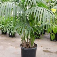 Kentia Palm