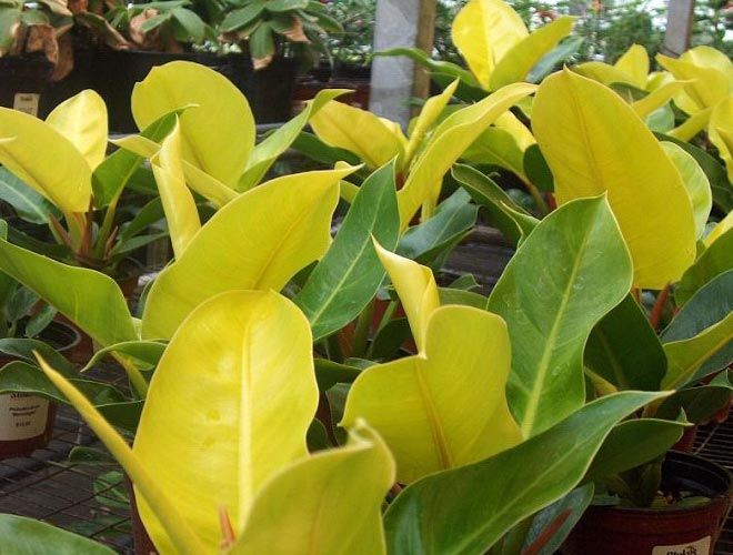Philodendron