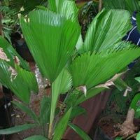 Pichodia Palm