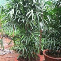 Raphis Palm