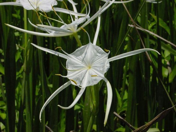 Spider Lilly