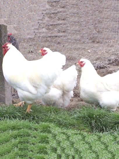 Broiler Finisher Feed 01