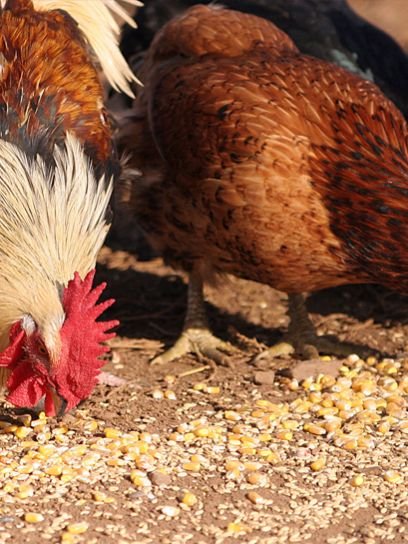 Broiler Male Breeded Feed