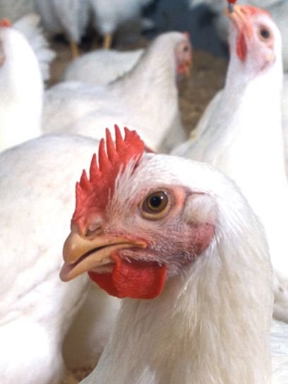 Broiler Starter Feed