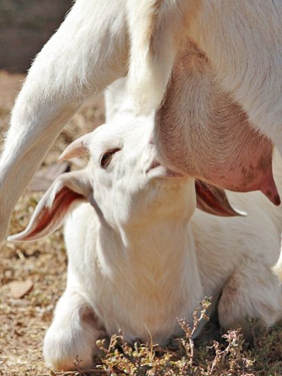 Cross Breed Milk Feed