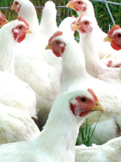 Pre-Starter Broiler Feed