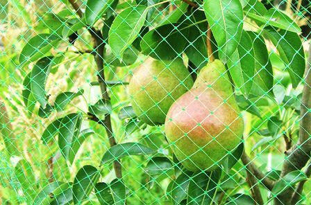 Bird Protection Net 02