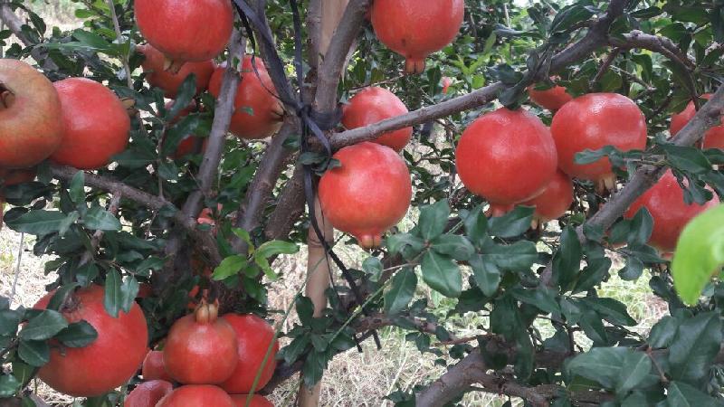 Fresh Pomegranate 02