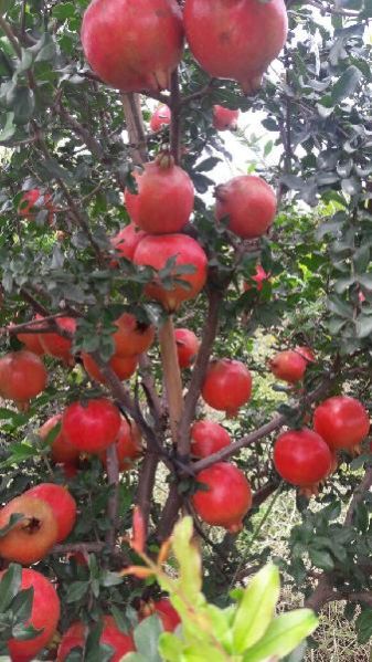 Fresh Pomegranate 03