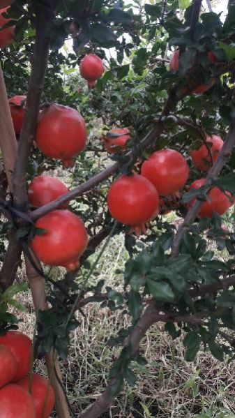 Fresh Pomegranate 04